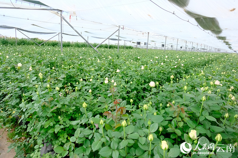 云南通海：司法护航“浪漫经济”一路繁花