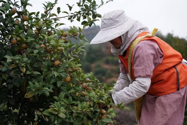 “十四五”期间我国茶油产量增长53%油茶种植面积已超7500万亩